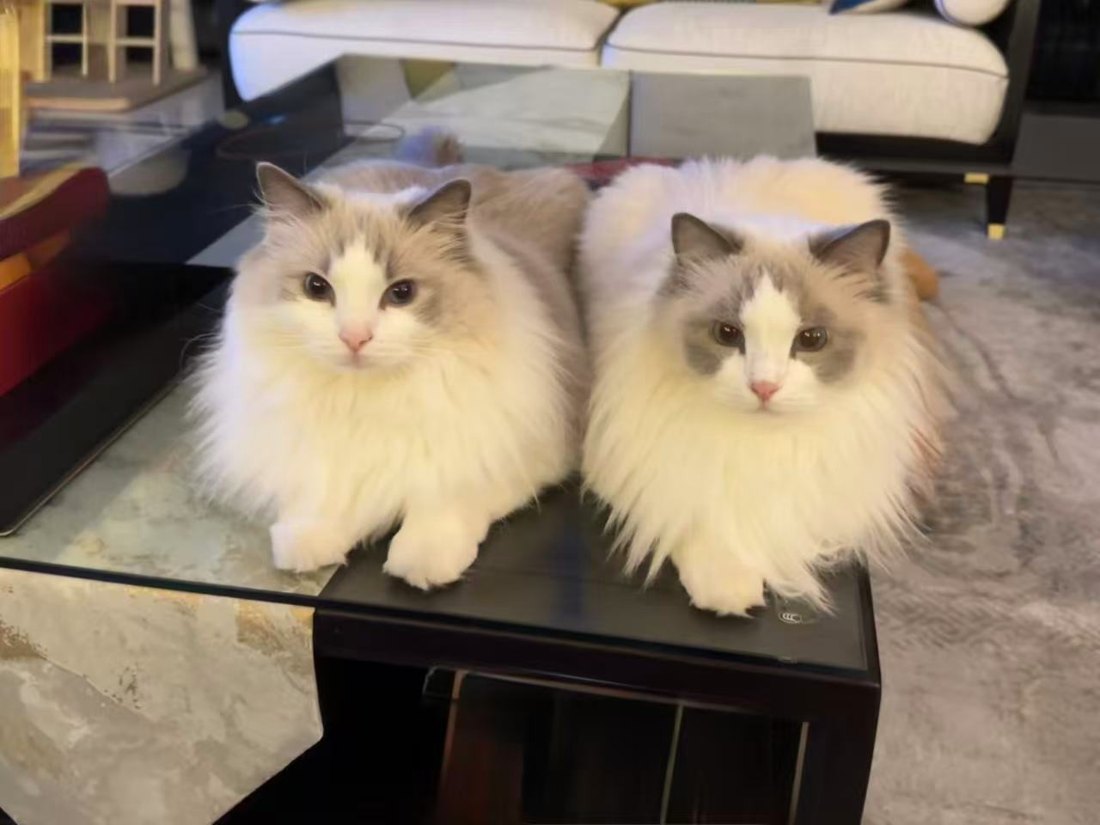 Two long-haired cats sitting on a glass coffee table