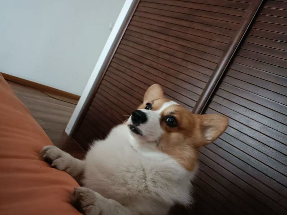 A corgi resting its front paws on an orange sofa